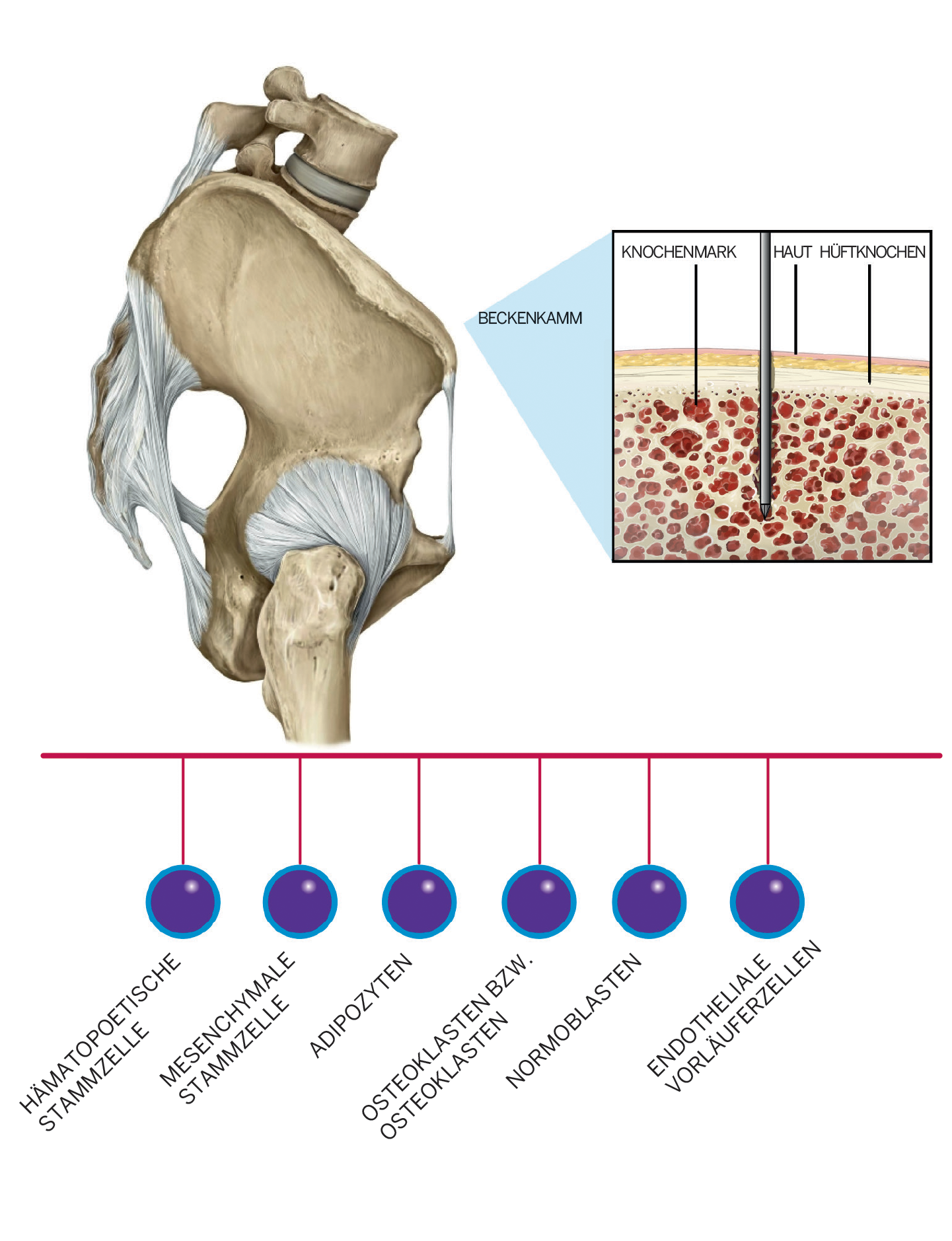 BMC-anatomy